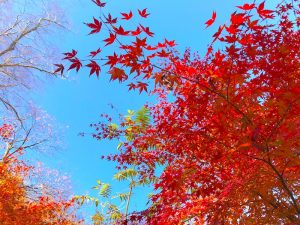 永源寺（もみじ寺）