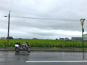 北海道のひまわり