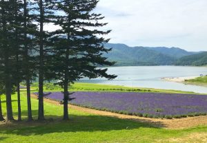 かなやま湖ラベンダー畑