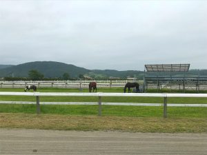 日高町のサラブレット銀座