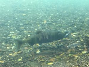 サケのふるさと 千歳水族館