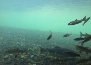 サケのふるさと 千歳水族館