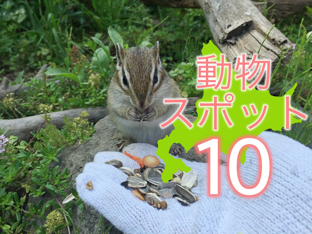 キュン死確定 北海道ツーリングでかわいい動物に会えるスポット10選 Sasurider Com