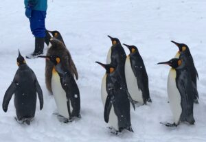 旭山動物園