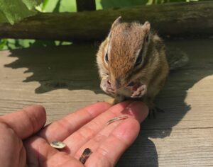 オホーツクシマリス公園