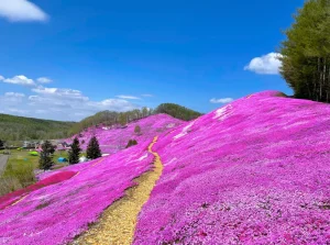 ひがしもこと芝桜公園