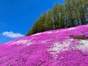 ひがしもこと芝桜公園