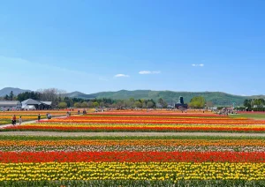 かみゆうべつチューリップ公園