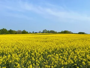 たきかわ菜の花まつり