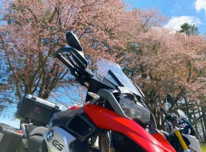 二十間道路桜並木