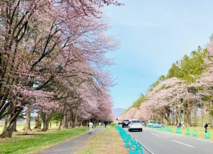 静内二十間道路桜並木