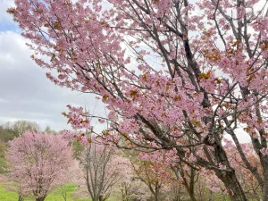 にわ山森林自然公園 