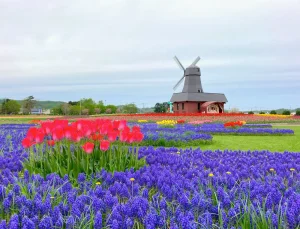 かみゆうべつチューリップ公園