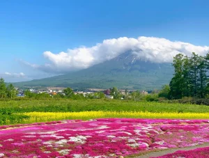 三島さんの芝ざくら庭園