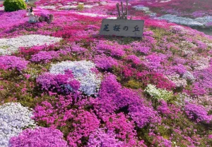 三島さんの芝ざくら庭園